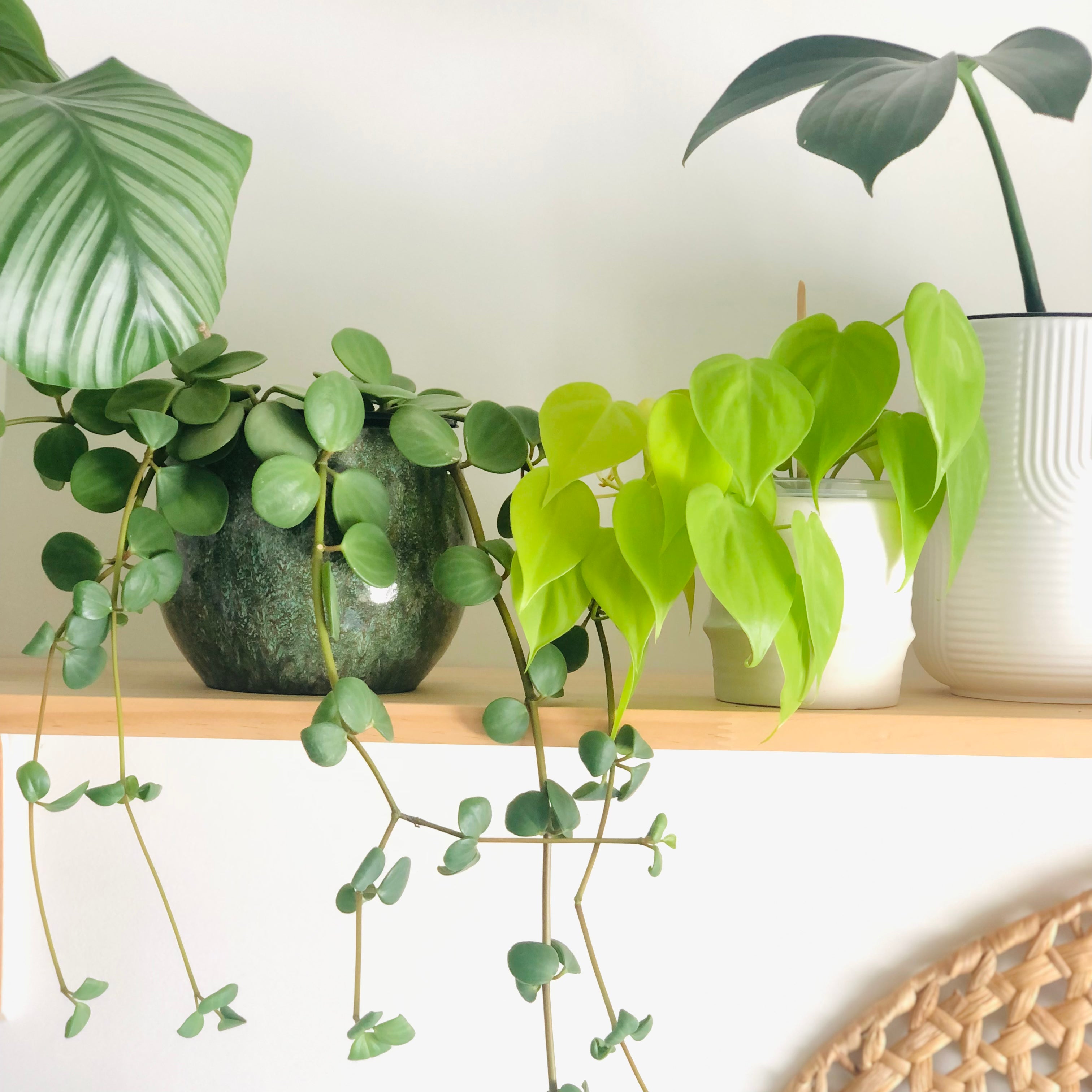 Indoor Plant Shop Auckland Houseplants myplantpa