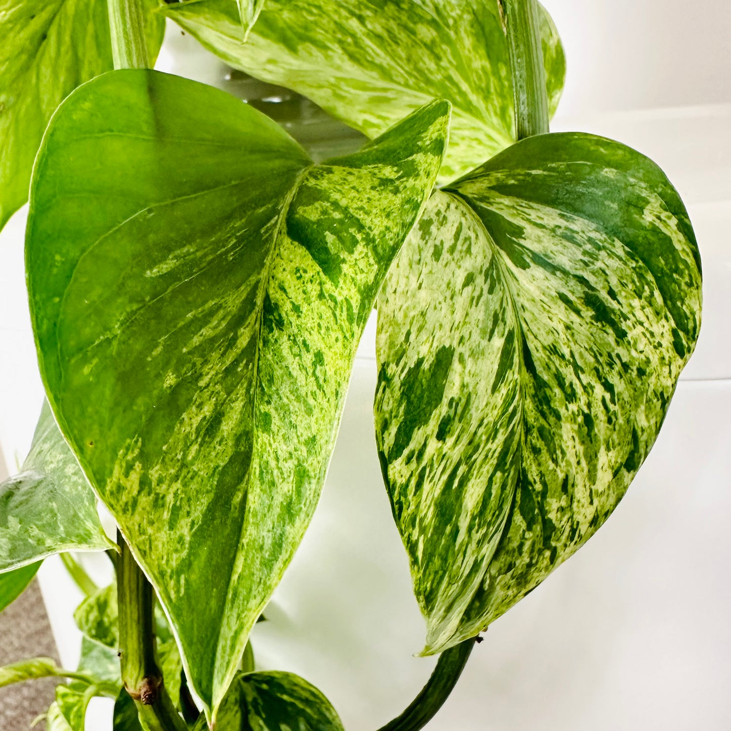 Epipremnum Aureum Marble Queen