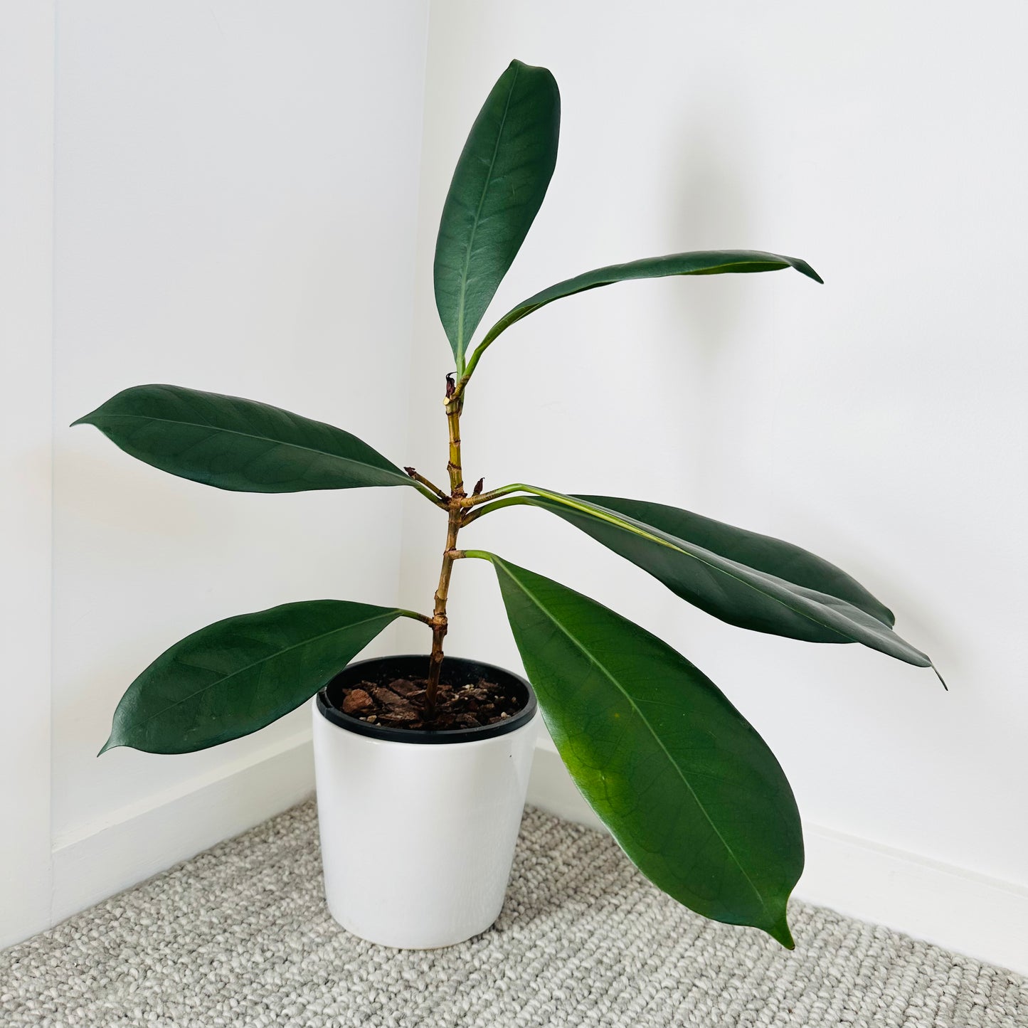 Ficus Cyathistipula