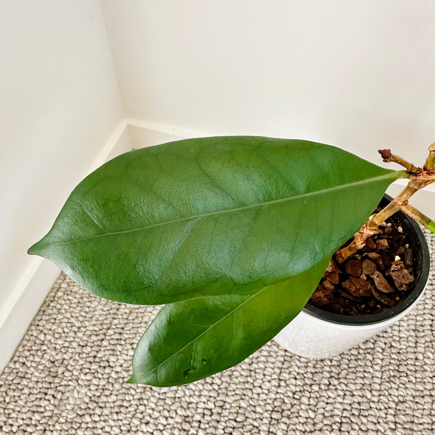 Ficus Cyathistipula