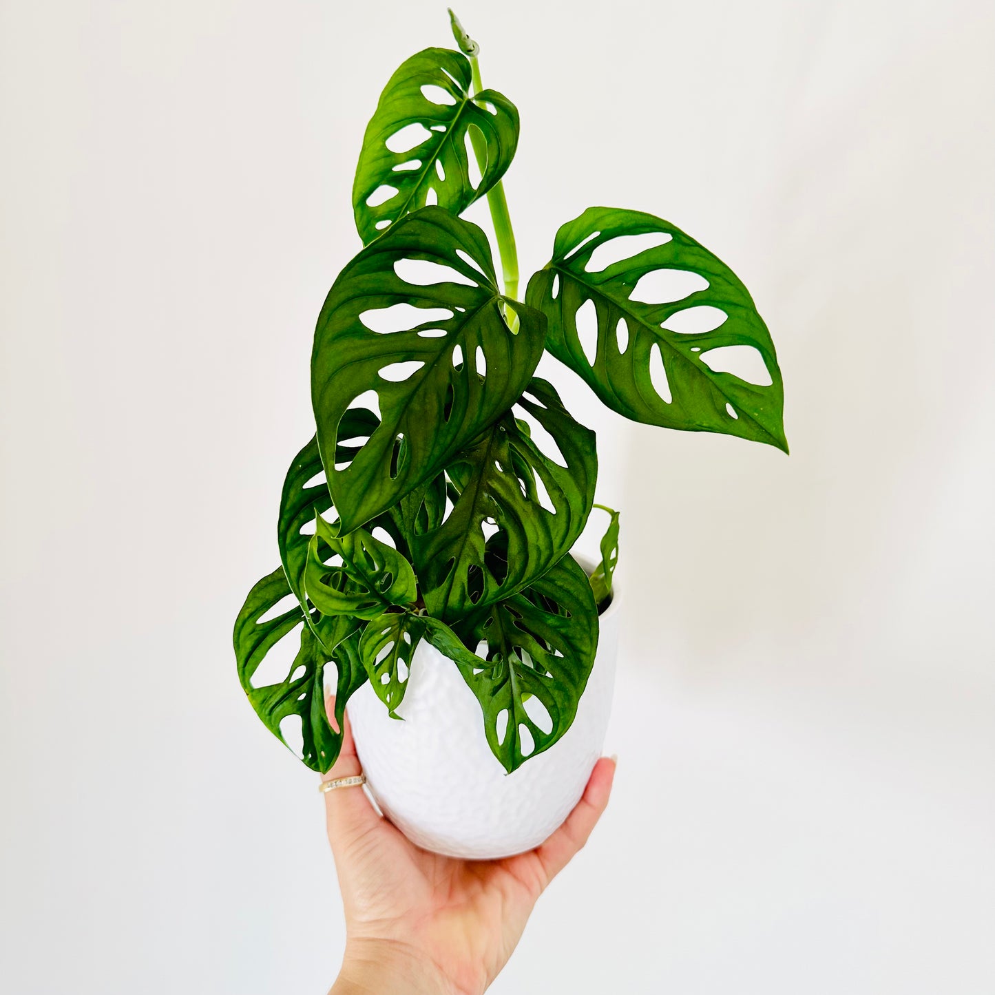 Monstera Andansonii Monkey Mask (MED)