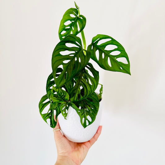 Monstera Andansonii Monkey Mask (MED)