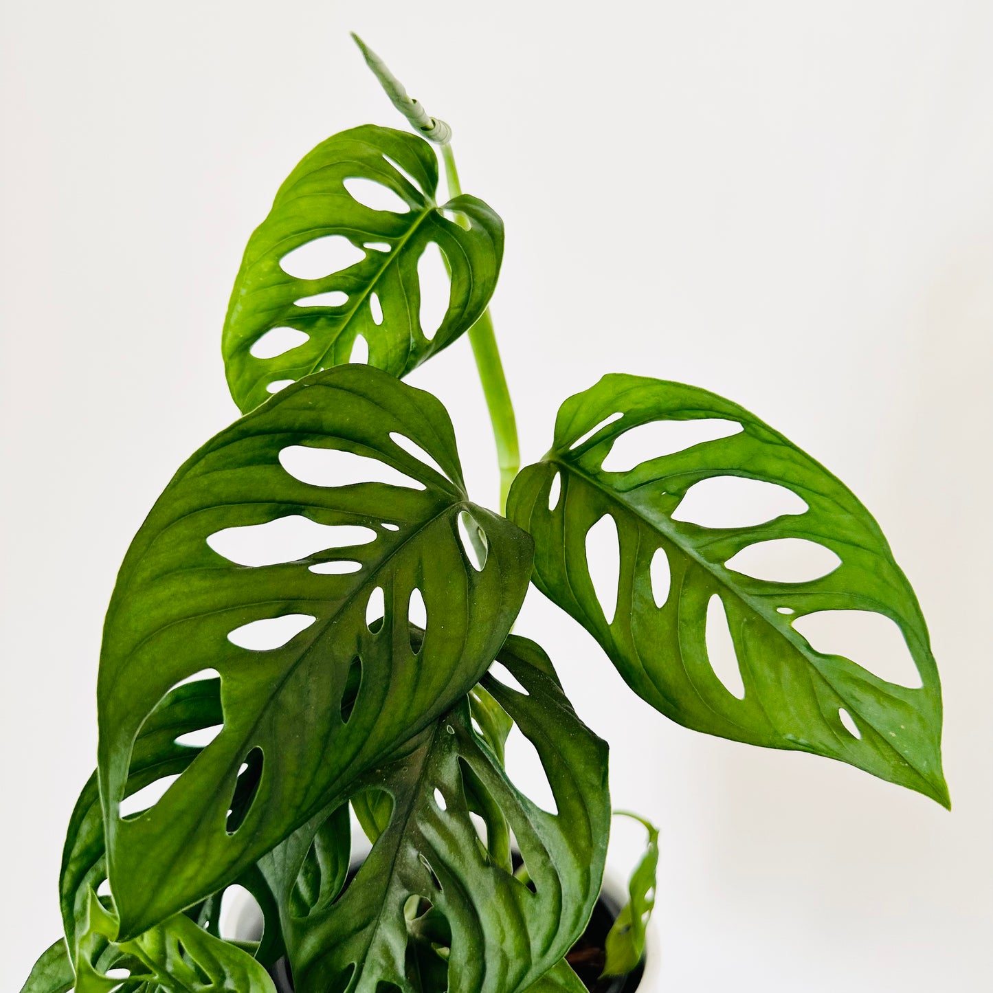 Monstera Andansonii Monkey Mask (MED)