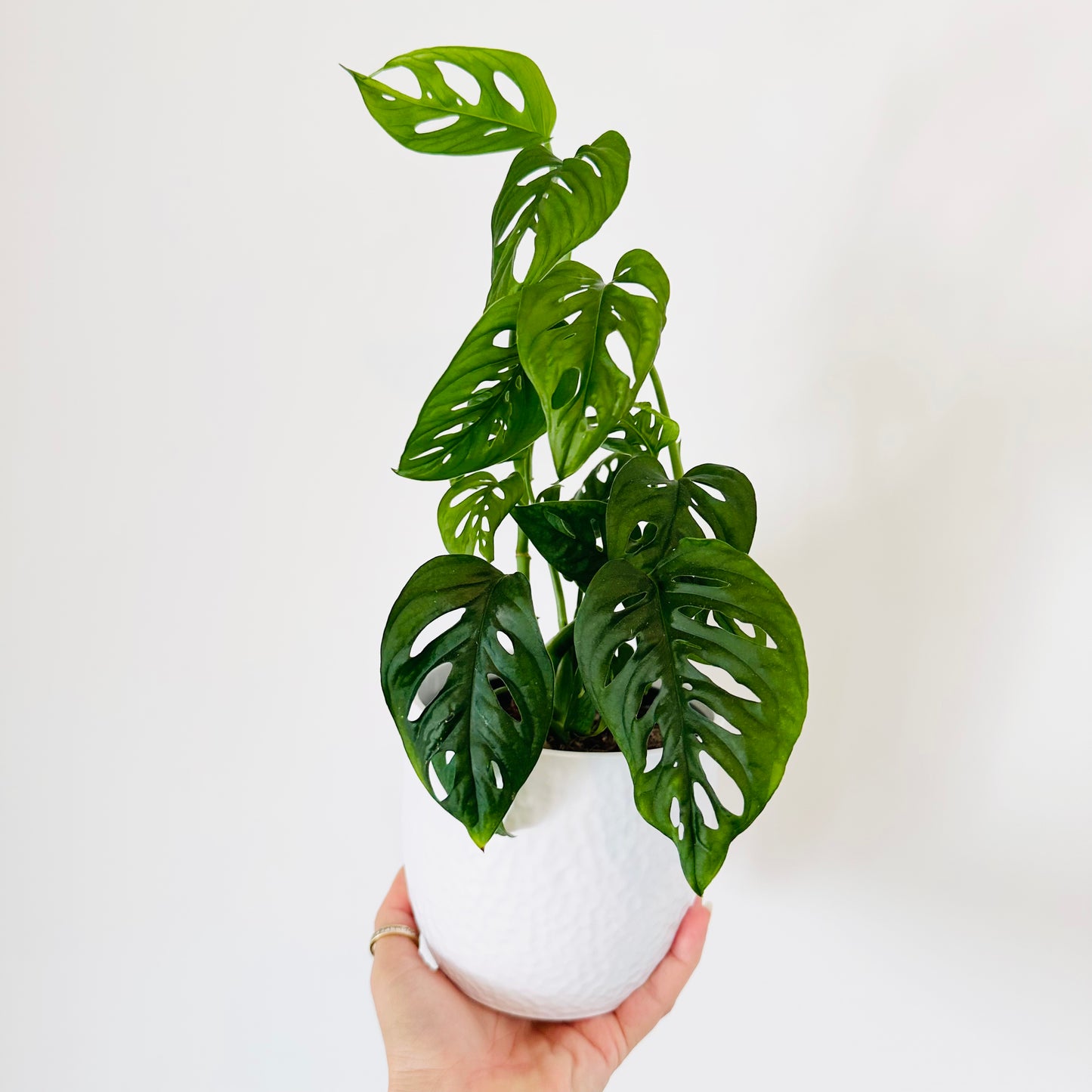 Monstera Andansonii Monkey Mask (MED)