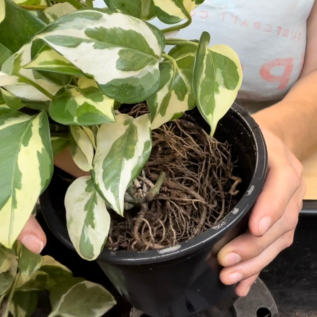 Plant Repotting