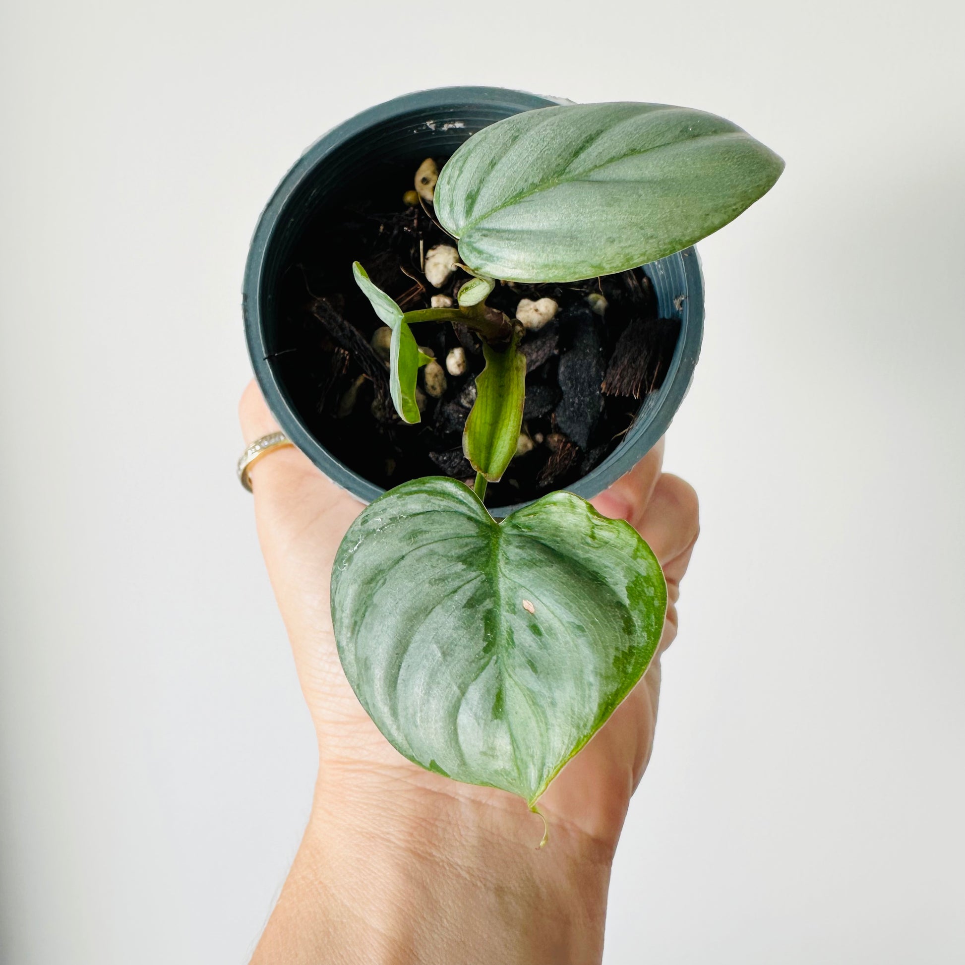 philodendron sodiroi nz Philodendron Sodiroi