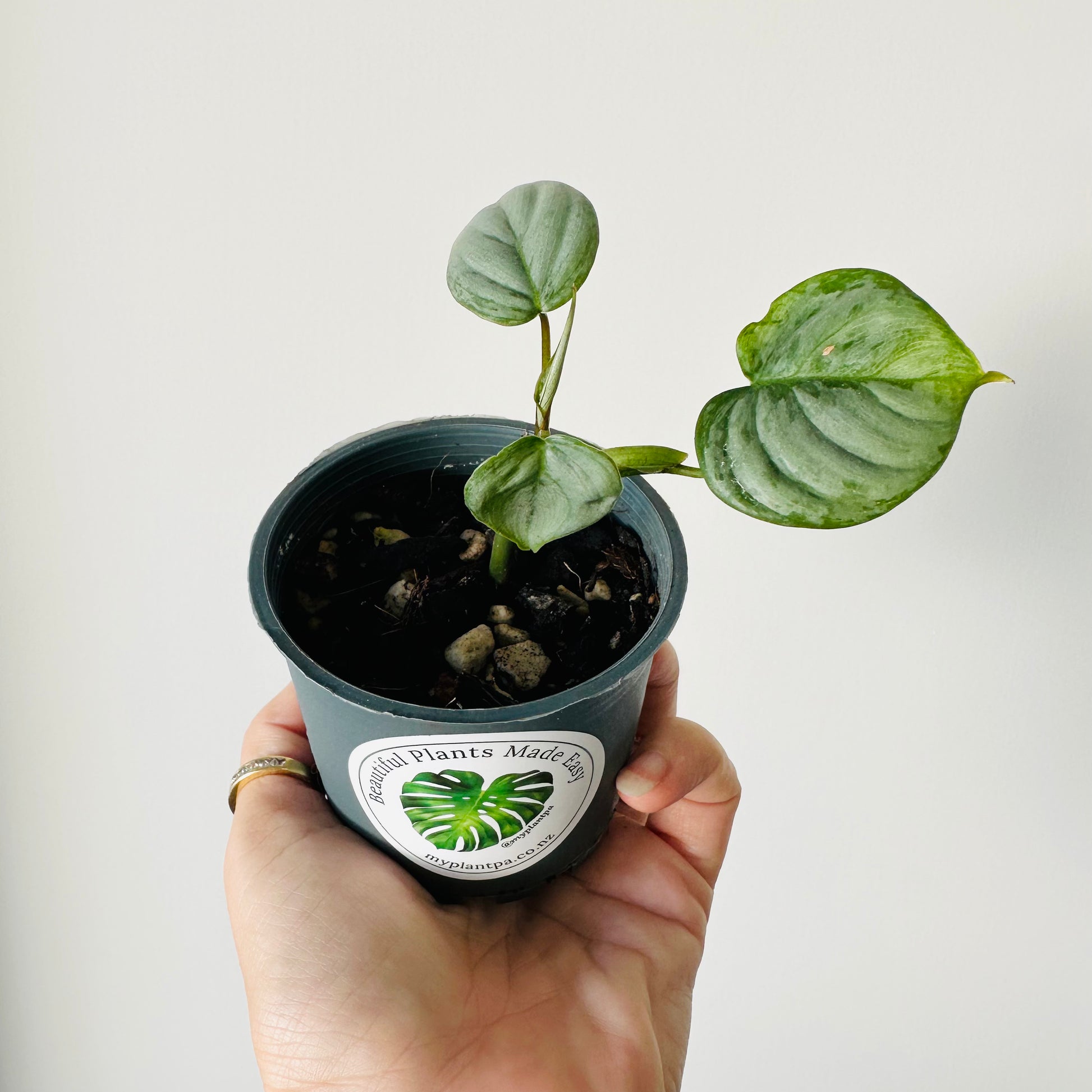 philodendron sodiroi nz Philodendron Sodiroi