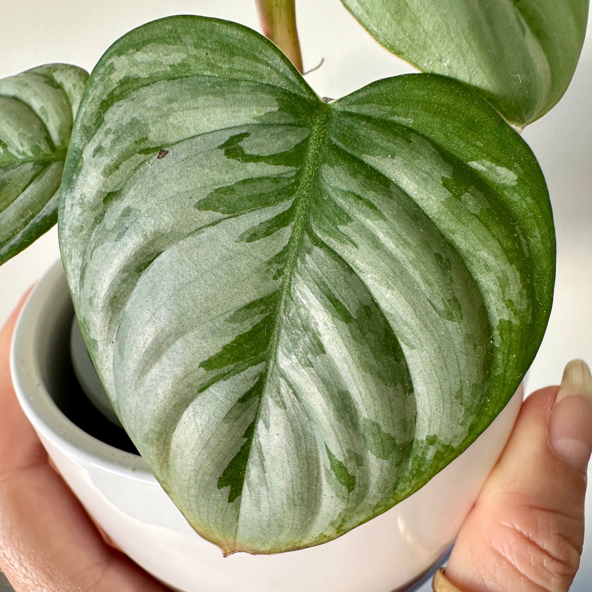 philodendron sodiroi nz Philodendron Sodiroi