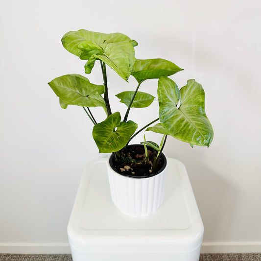 Syngonium White Butterfly