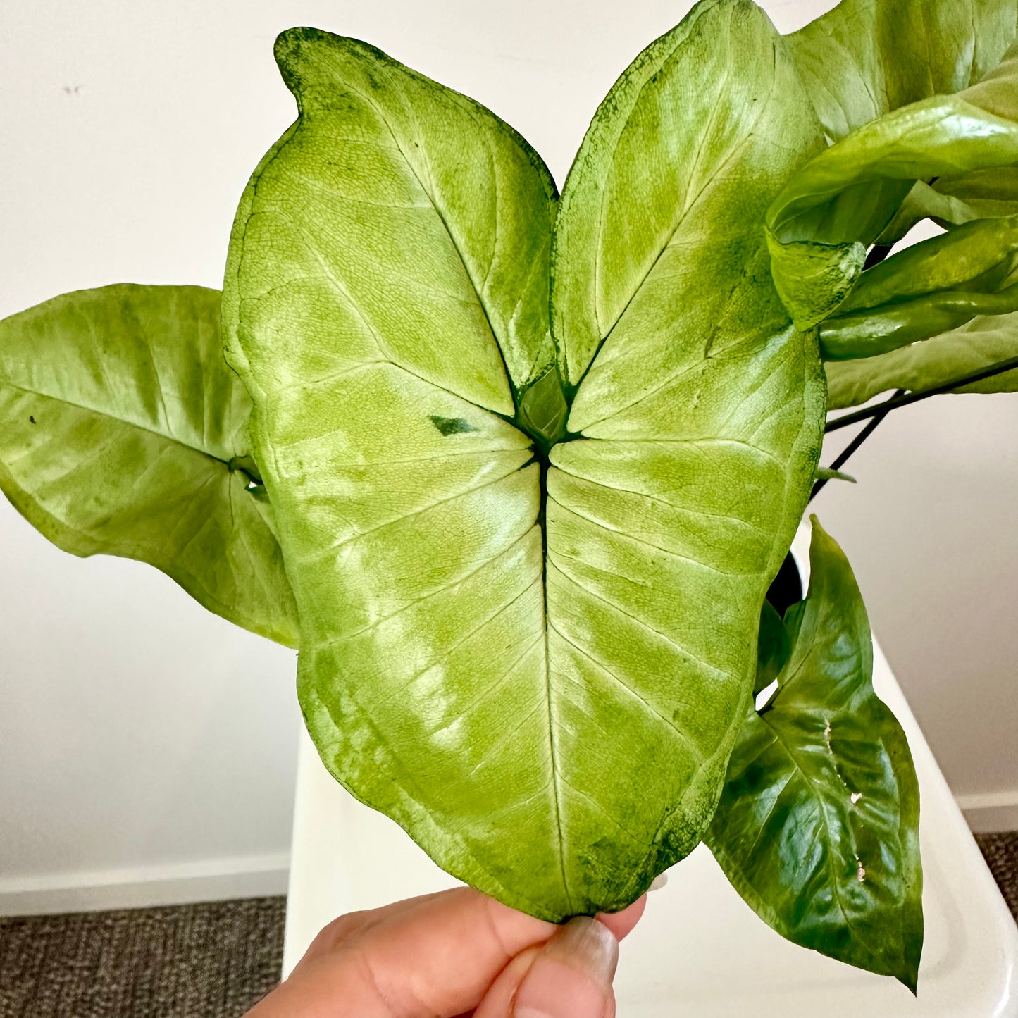 Syngonium White Butterfly