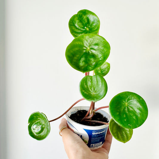 Watermelon Peperomia