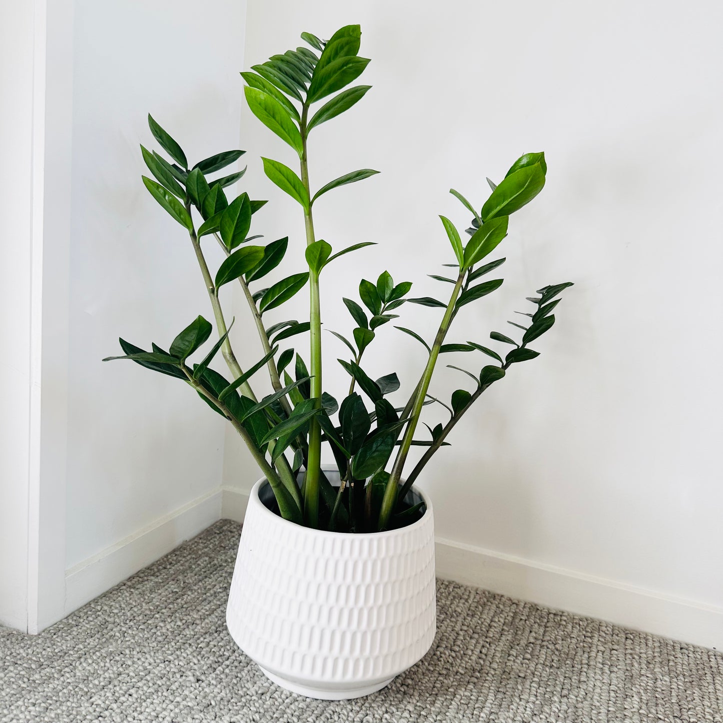 buy zz plant nz ZZ Plant