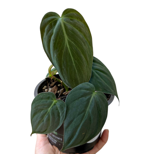 Philodendron Hederaceum 'Micans' MED