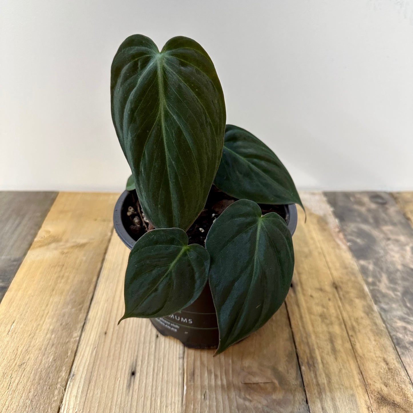 Philodendron Hederaceum 'Micans' MED