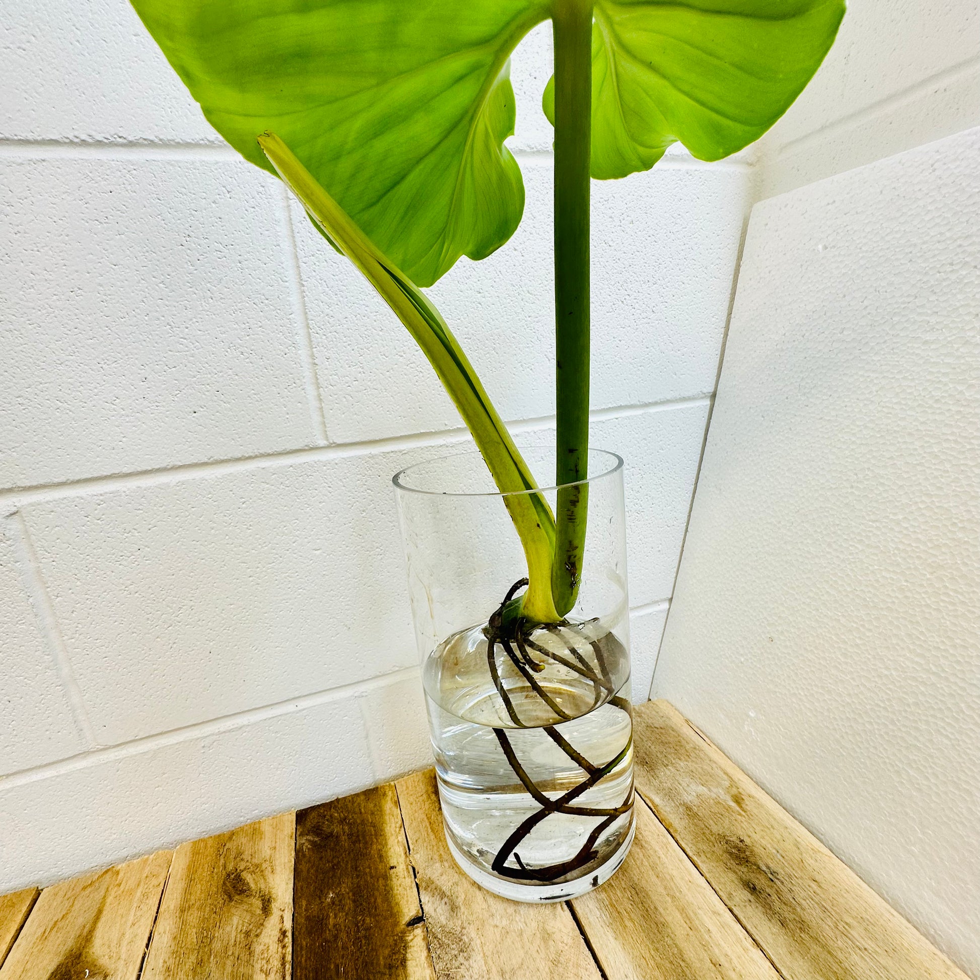 Indoor Plant | Philodendron Austentatious