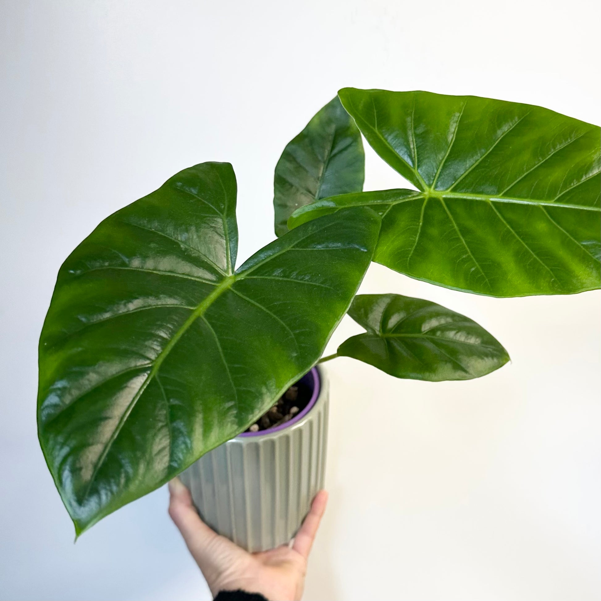 Indoor Plant | Alocasia Macrorrhiza