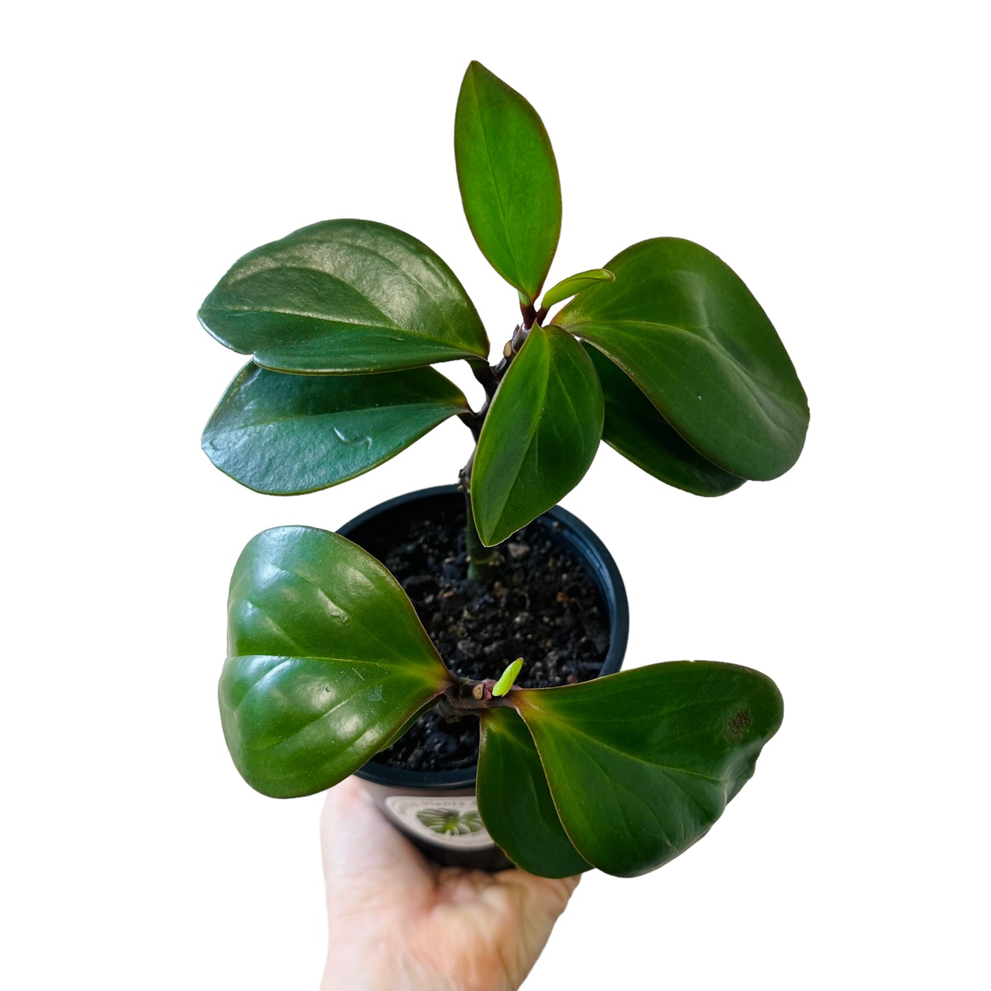 Peperomia Red Edge