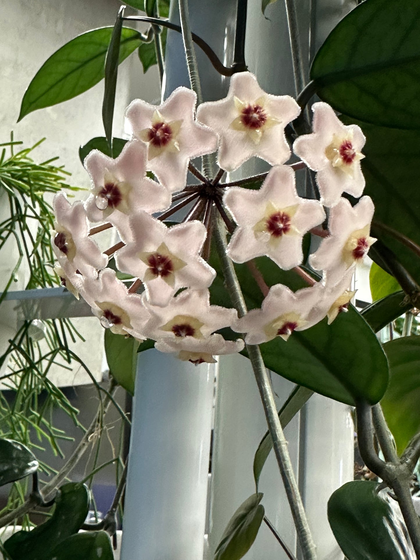 Hoya Carnosa Splash