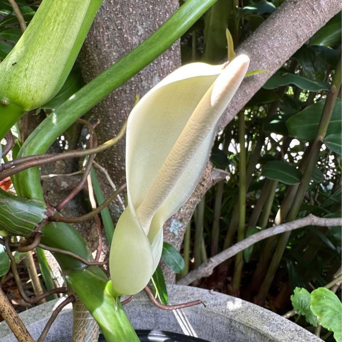 Philodendron Austentatious