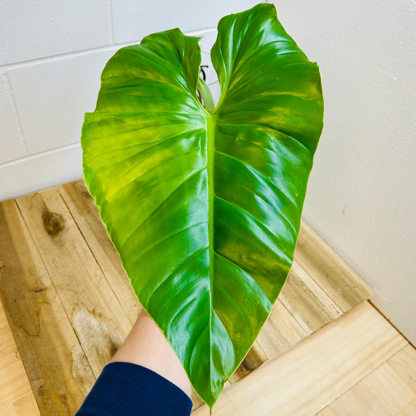 Indoor Plant | Philodendron Austentatious