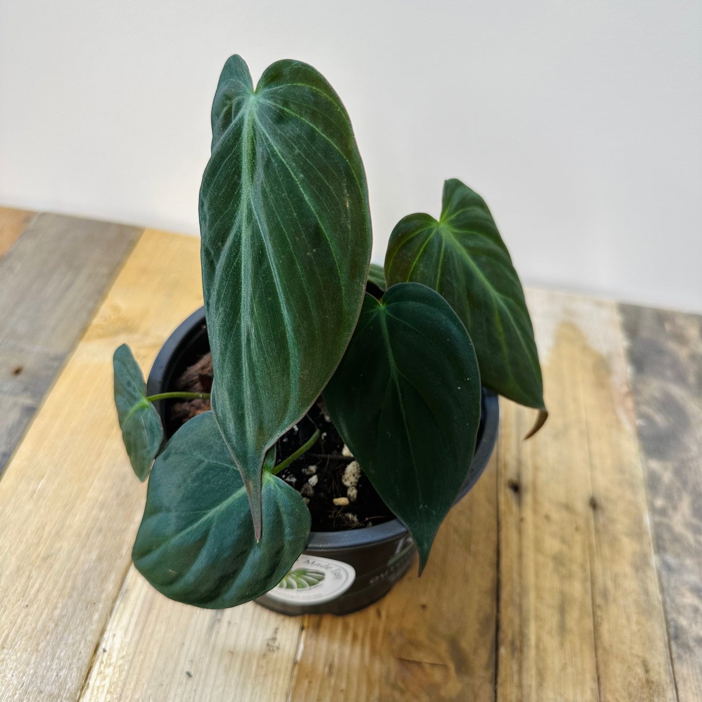 Philodendron Hederaceum 'Micans' MED