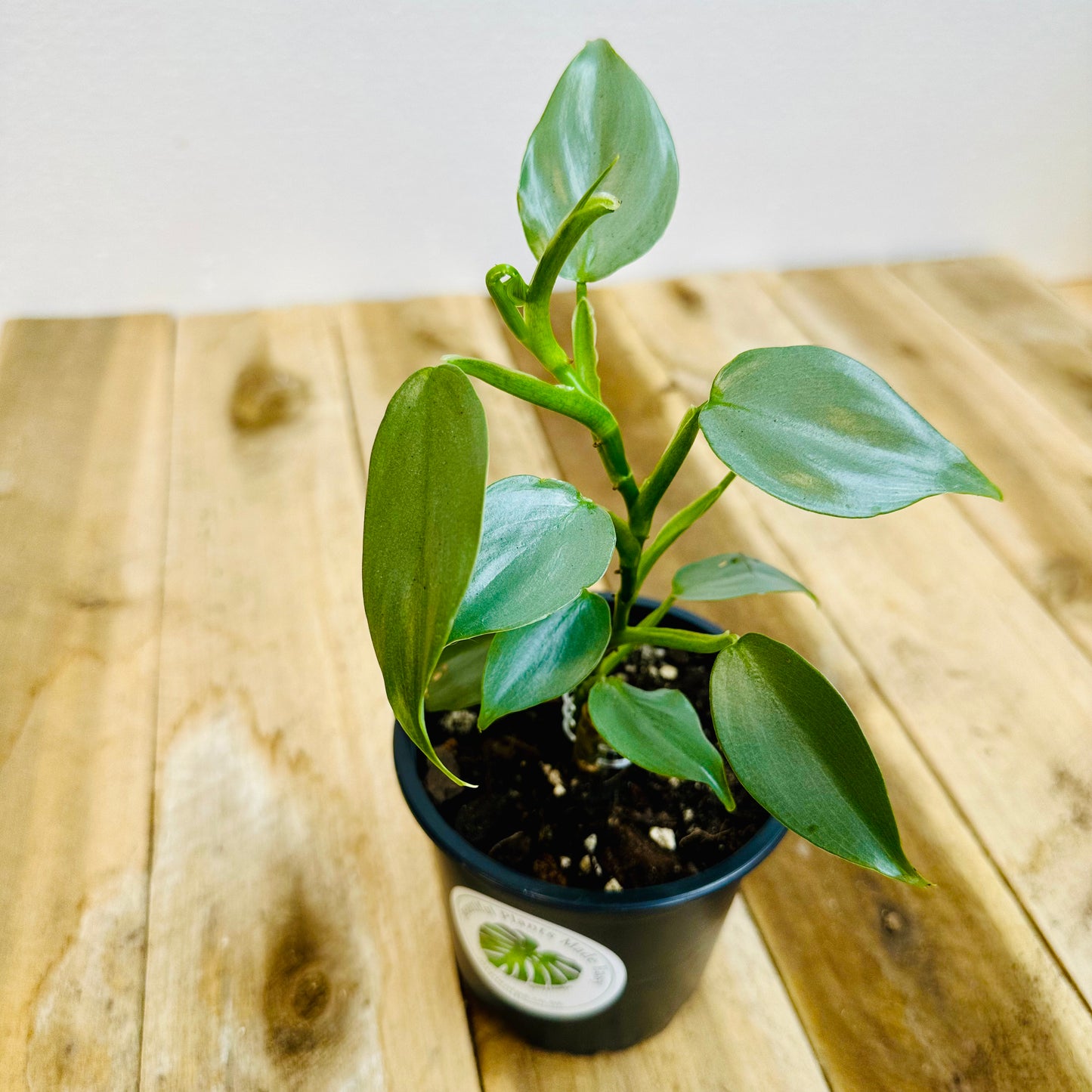 Philodendron Hastatum 'Silver Sword' (SML)