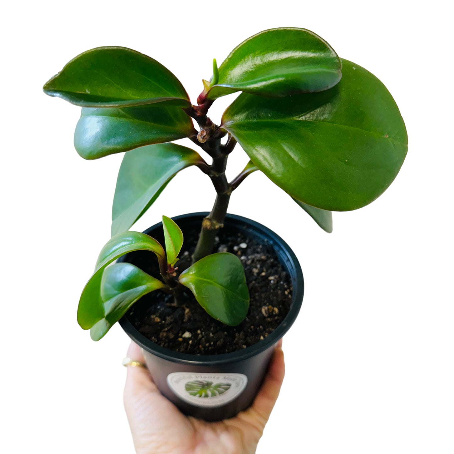 Peperomia Red Edge