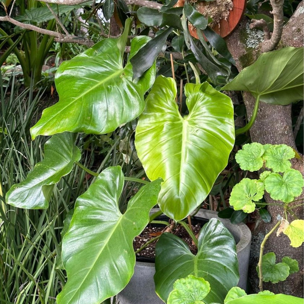 Indoor Plant | Philodendron Austentatious