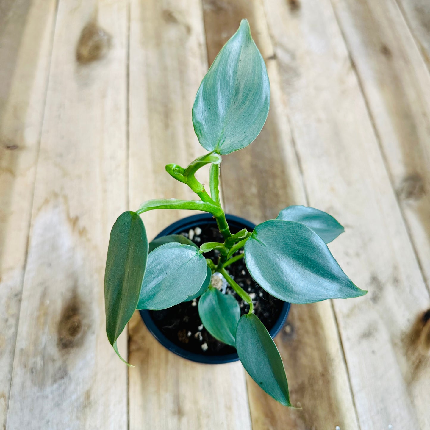 Philodendron Hastatum 'Silver Sword' (SML)