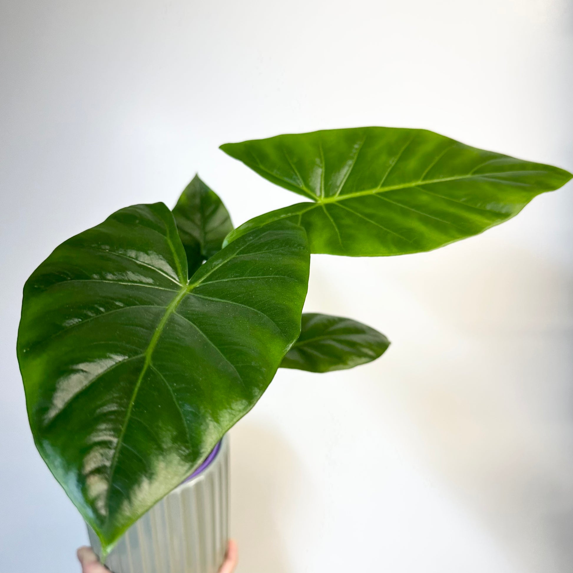 Indoor Plant | Alocasia Macrorrhiza