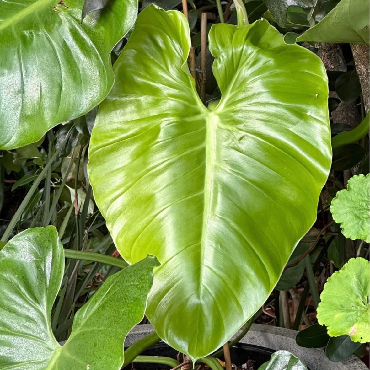 Indoor Plant | Philodendron Austentatious