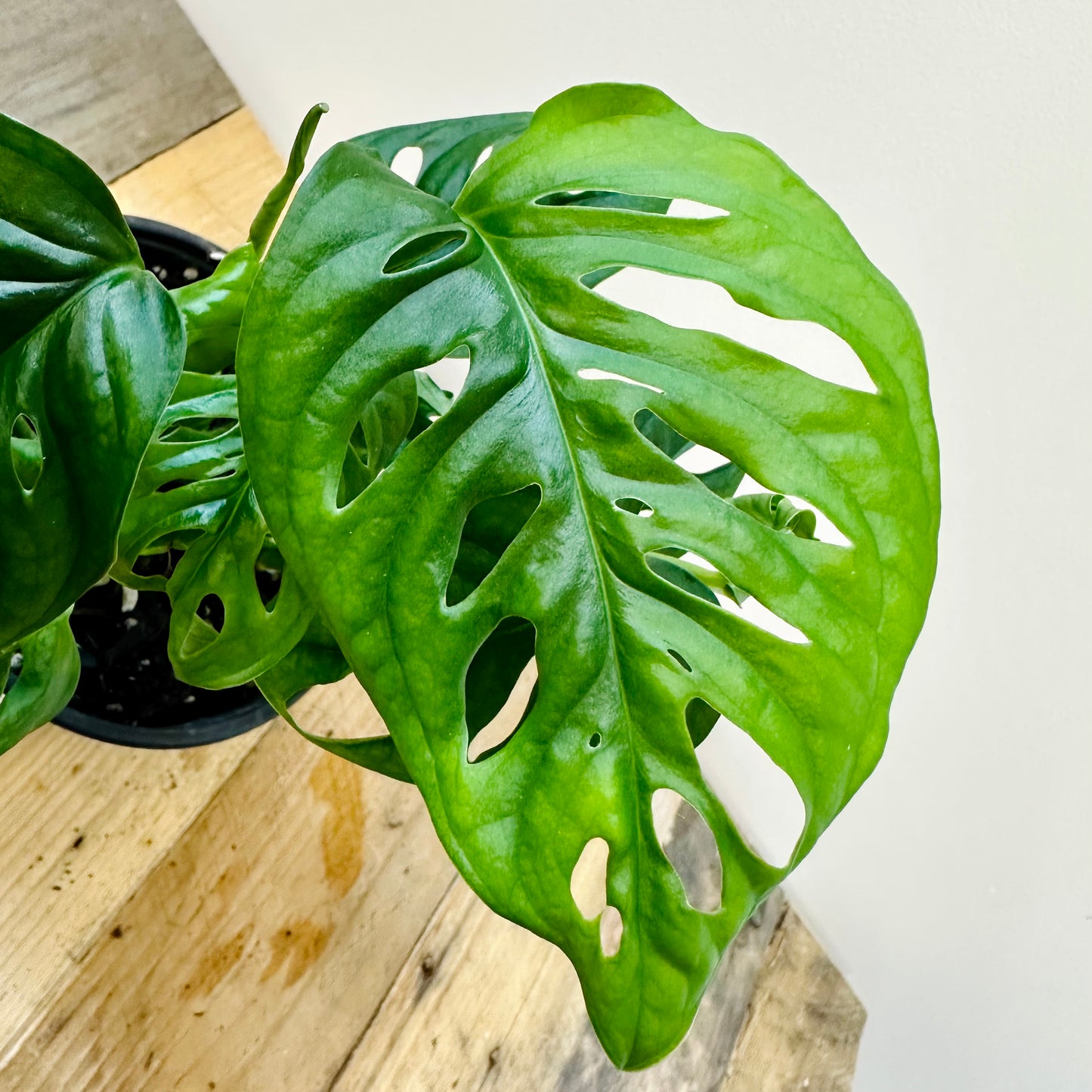 Monstera Andansonii Monkey Mask (MED)