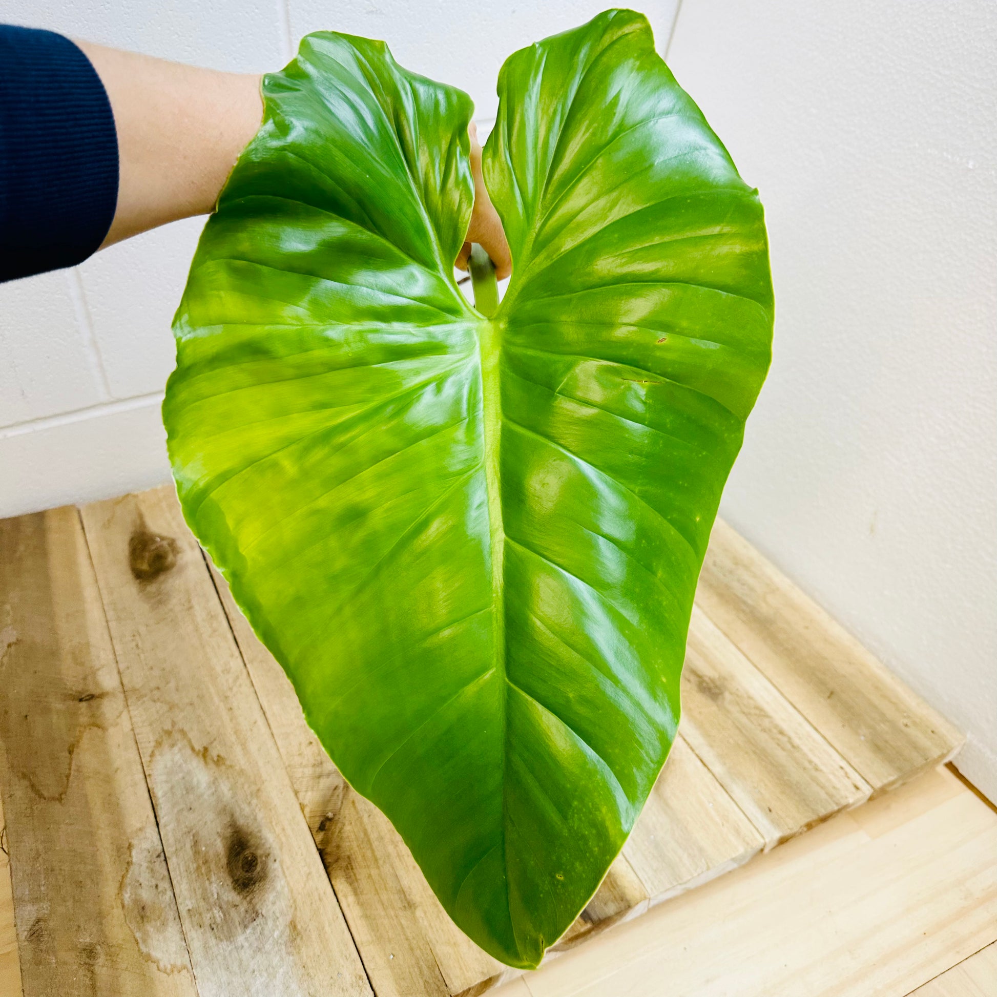 Indoor Plant | Philodendron Austentatious