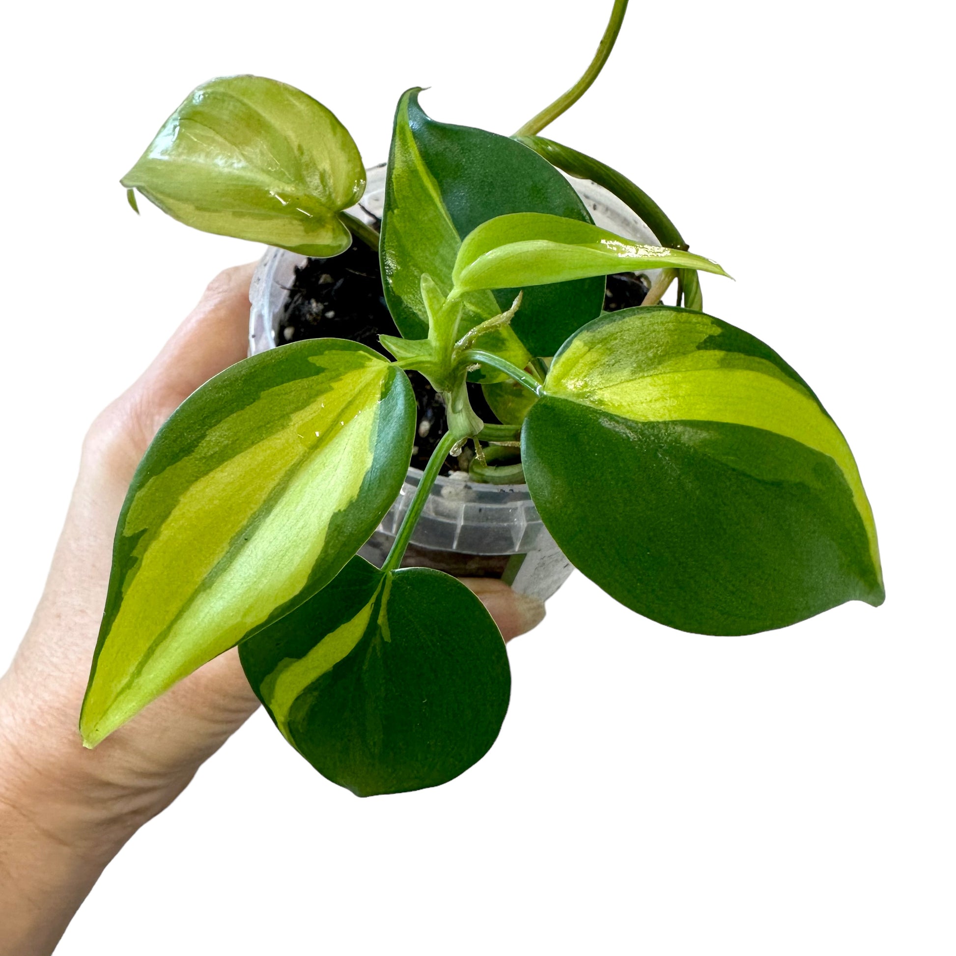 brasil philodendron nz Philodendron Hederaceum 'Brasil' SML