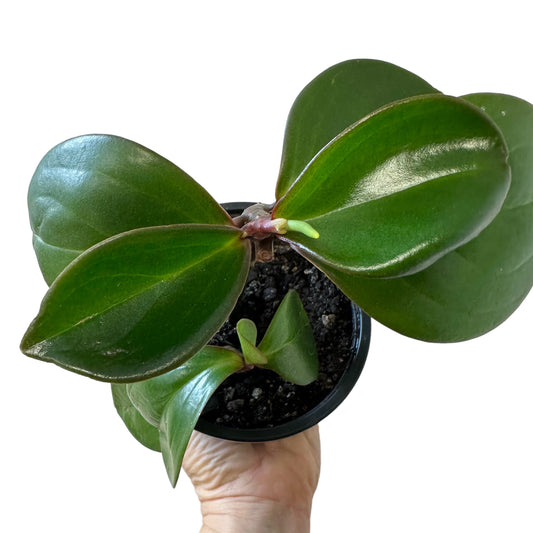 Peperomia Red Edge