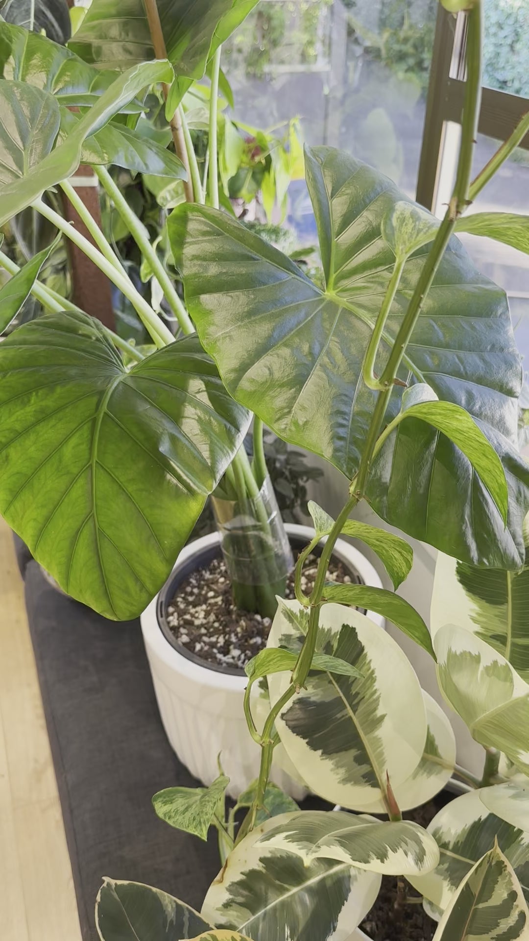 Indoor Plant | Alocasia Macrorrhiza