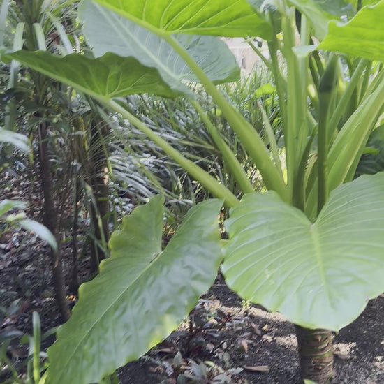 Indoor Plant | Alocasia Macrorrhiza