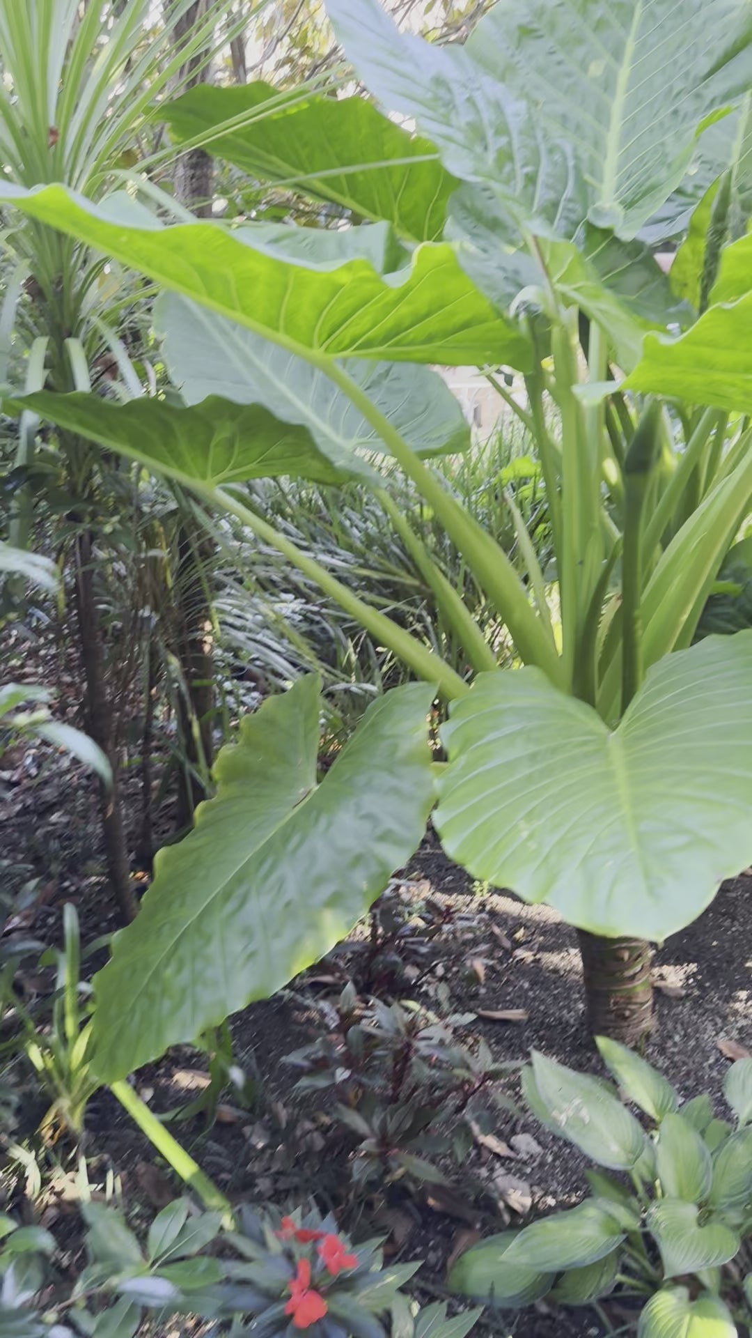 Indoor Plant | Alocasia Macrorrhiza