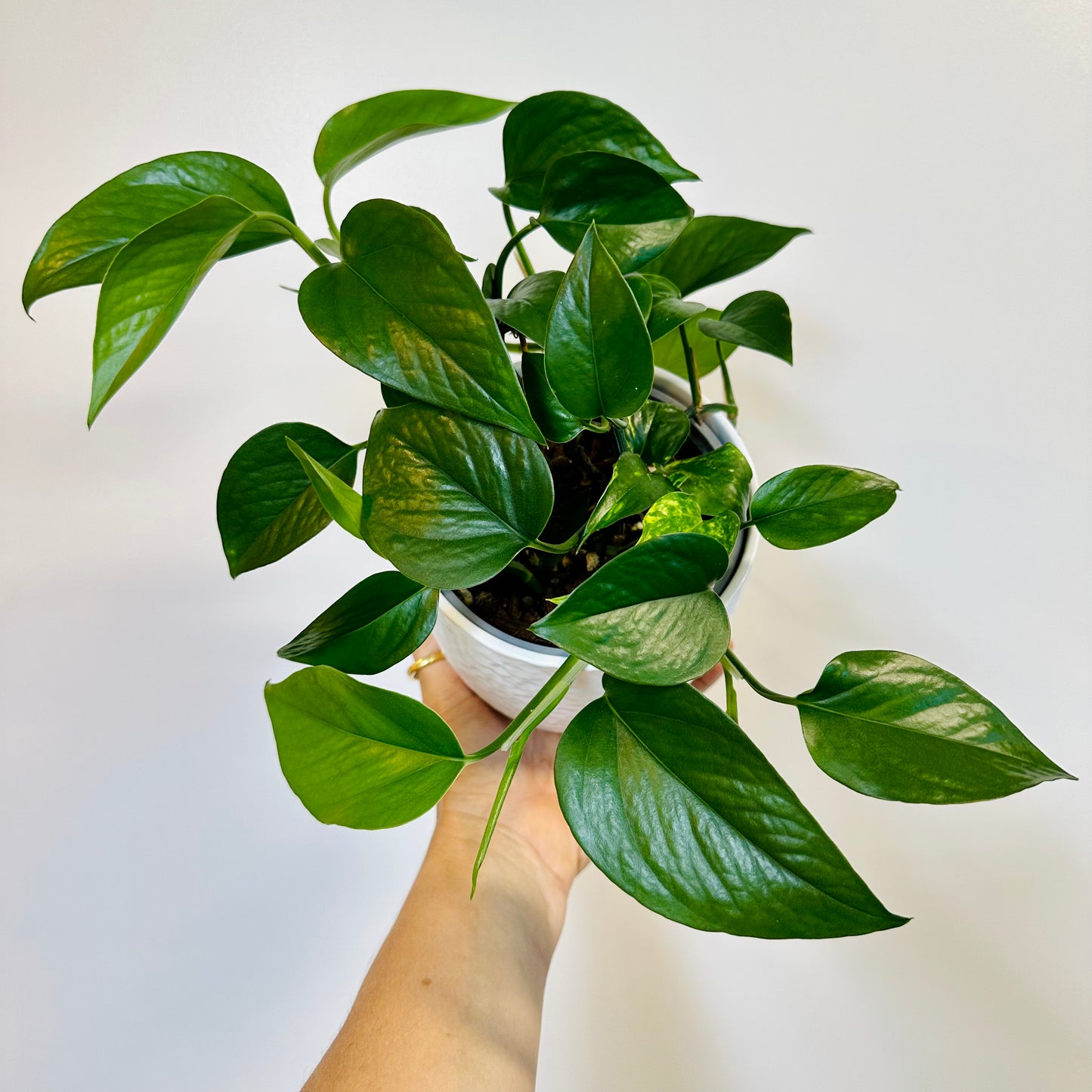 Indoor Plant | Jade Pothos