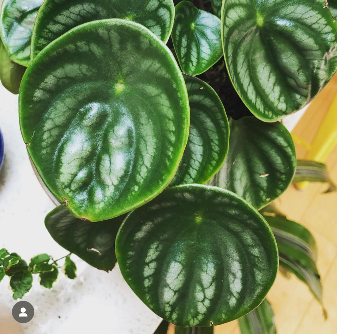 Watermelon Peperomia