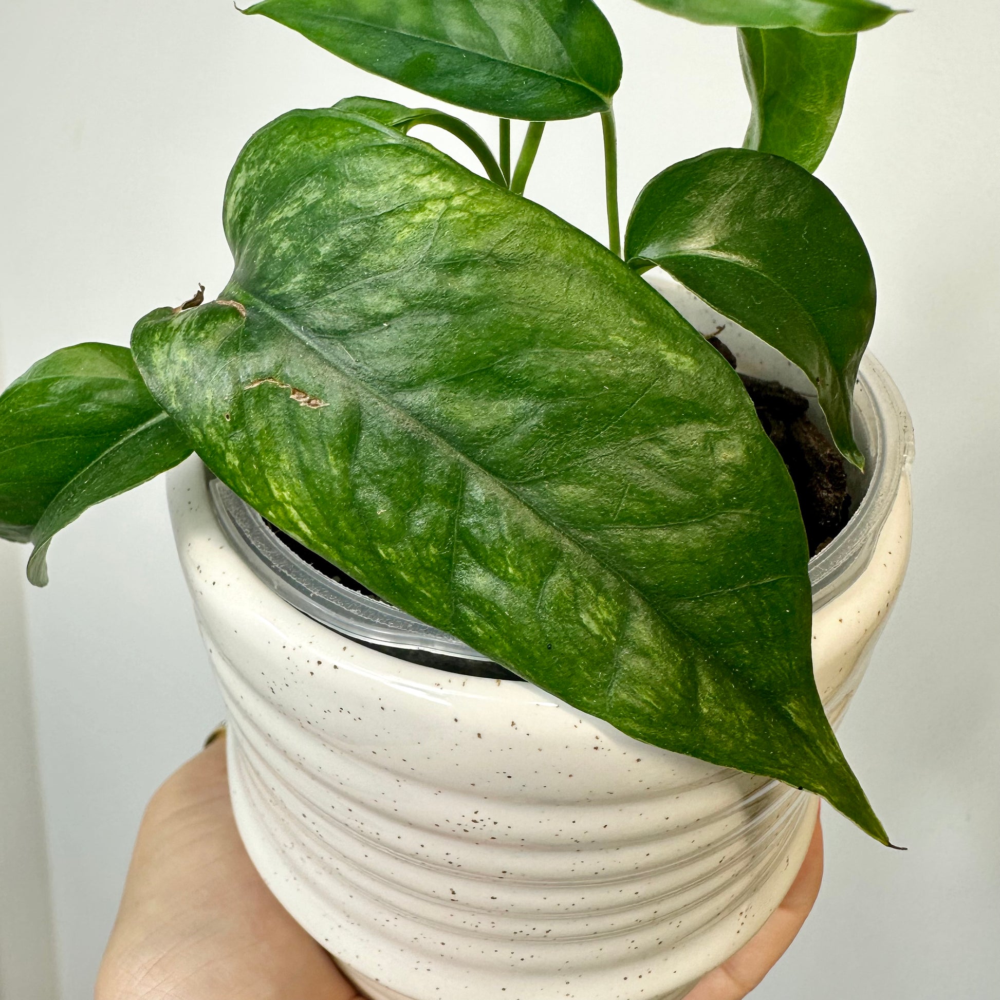 Indoor Plant | Epipremnum Pinnatum variegata