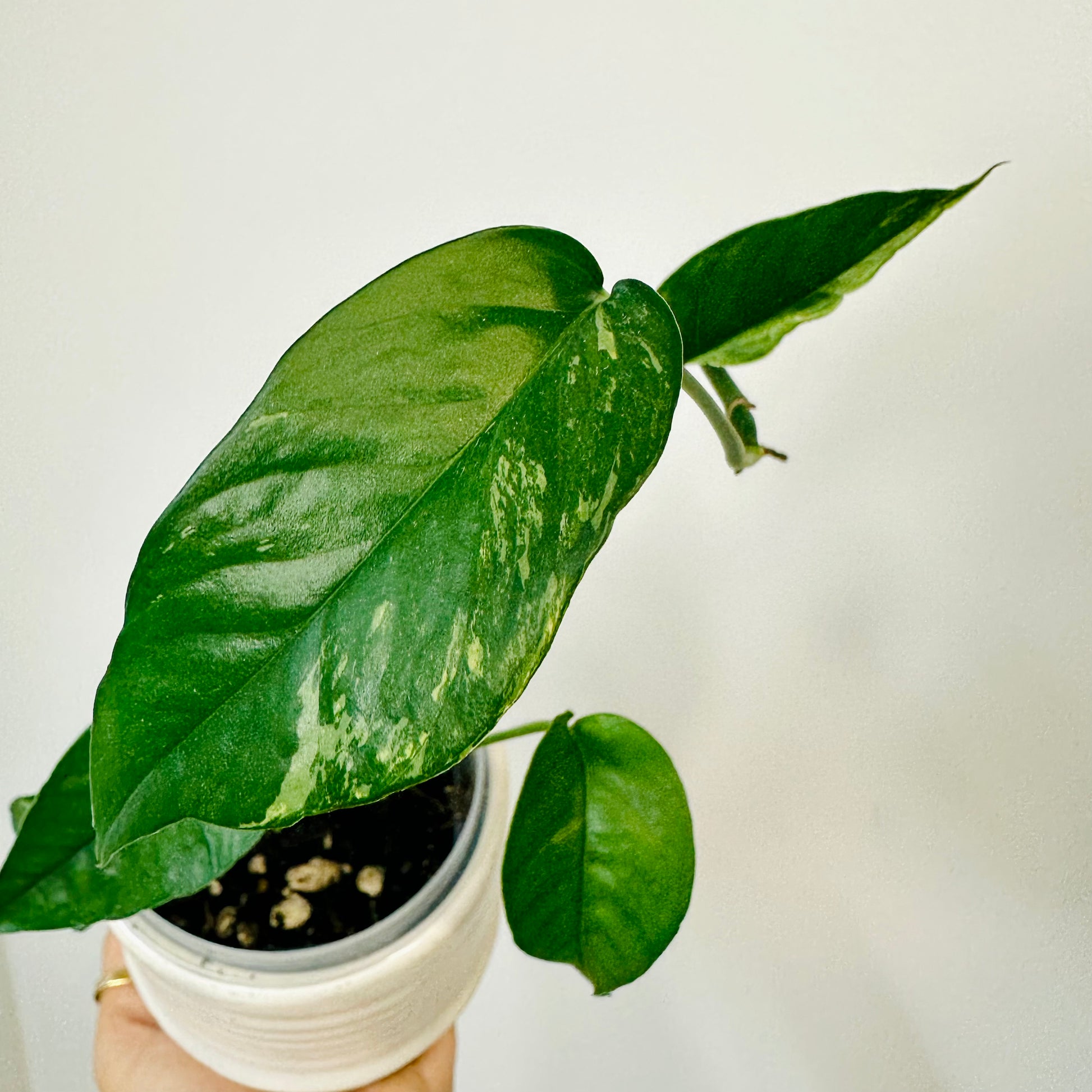 Indoor Plant | Epipremnum Pinnatum Variegata