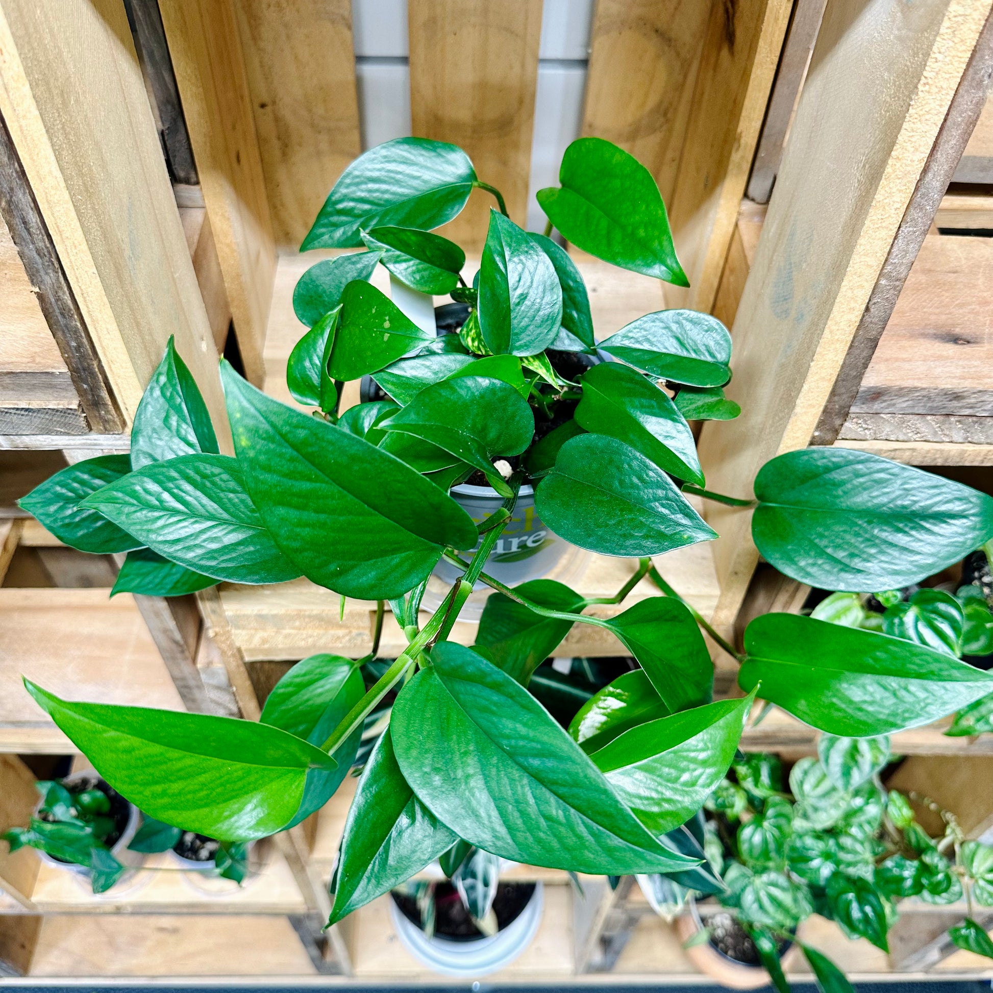 Indoor Plant | Jade Pothos