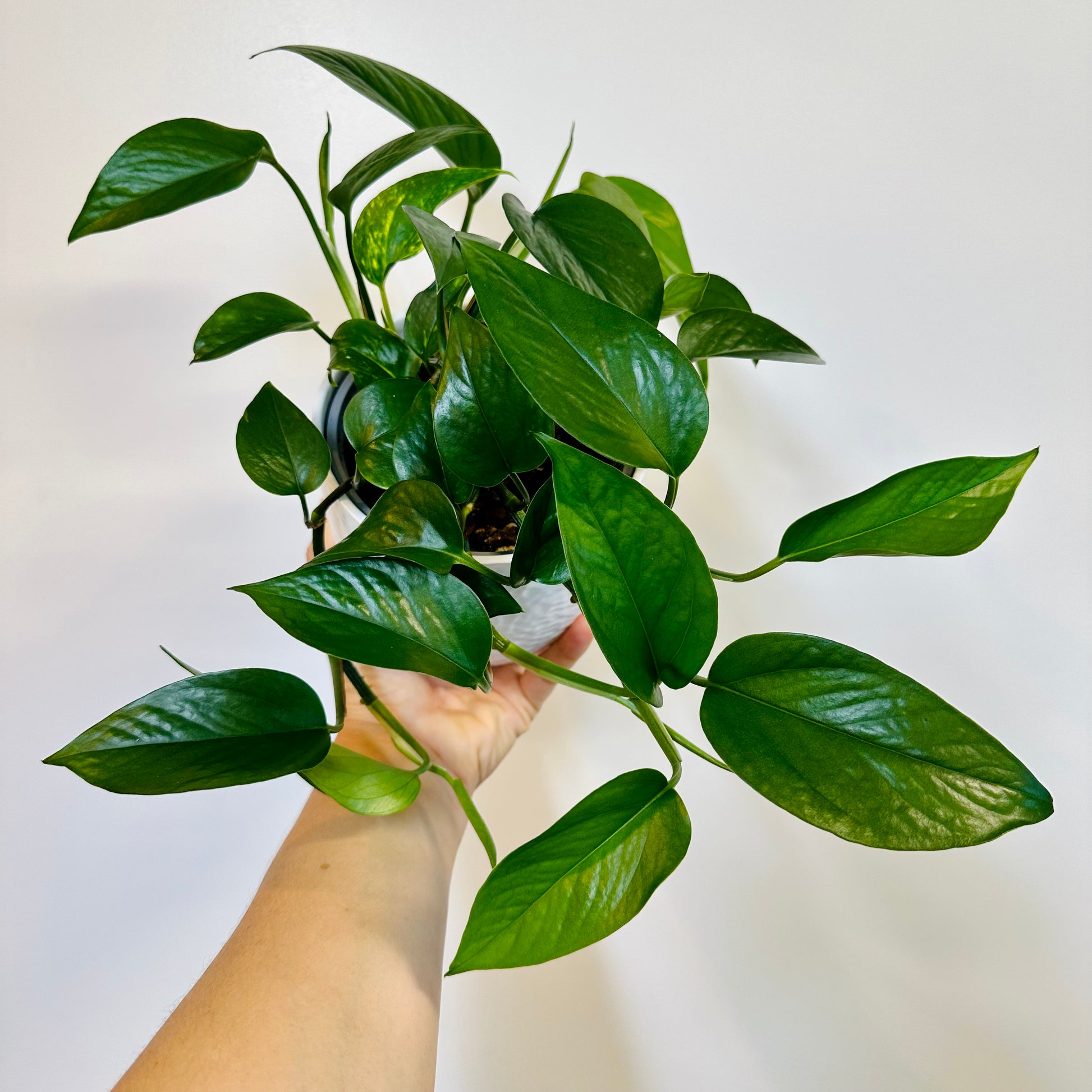 Indoor Plant | Jade Pothos