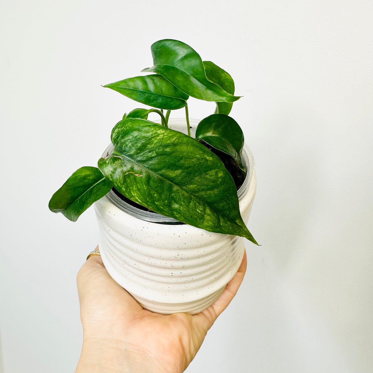 Indoor Plant | Epipremnum Pinnatum variegata