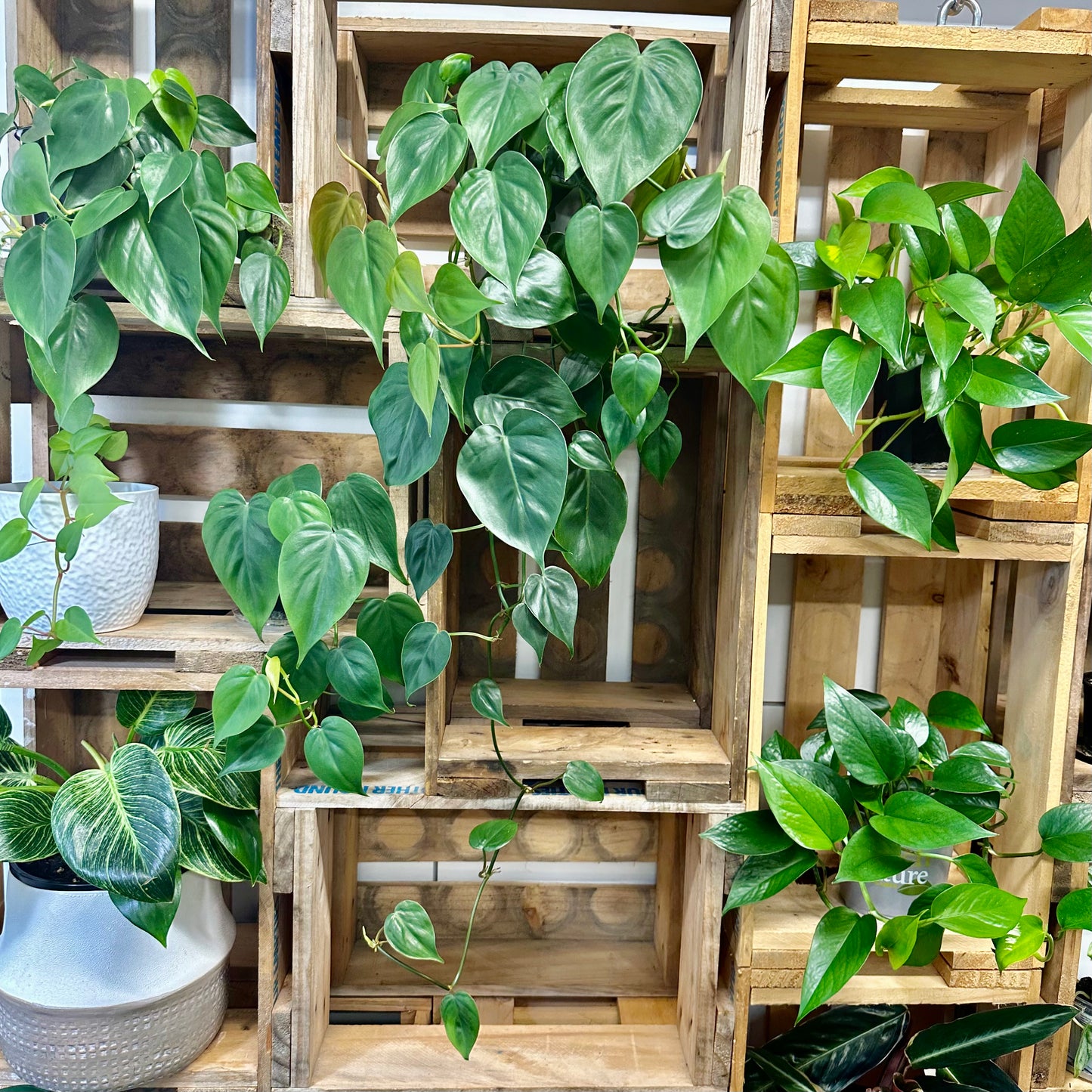 Heart Leaf Philodendron