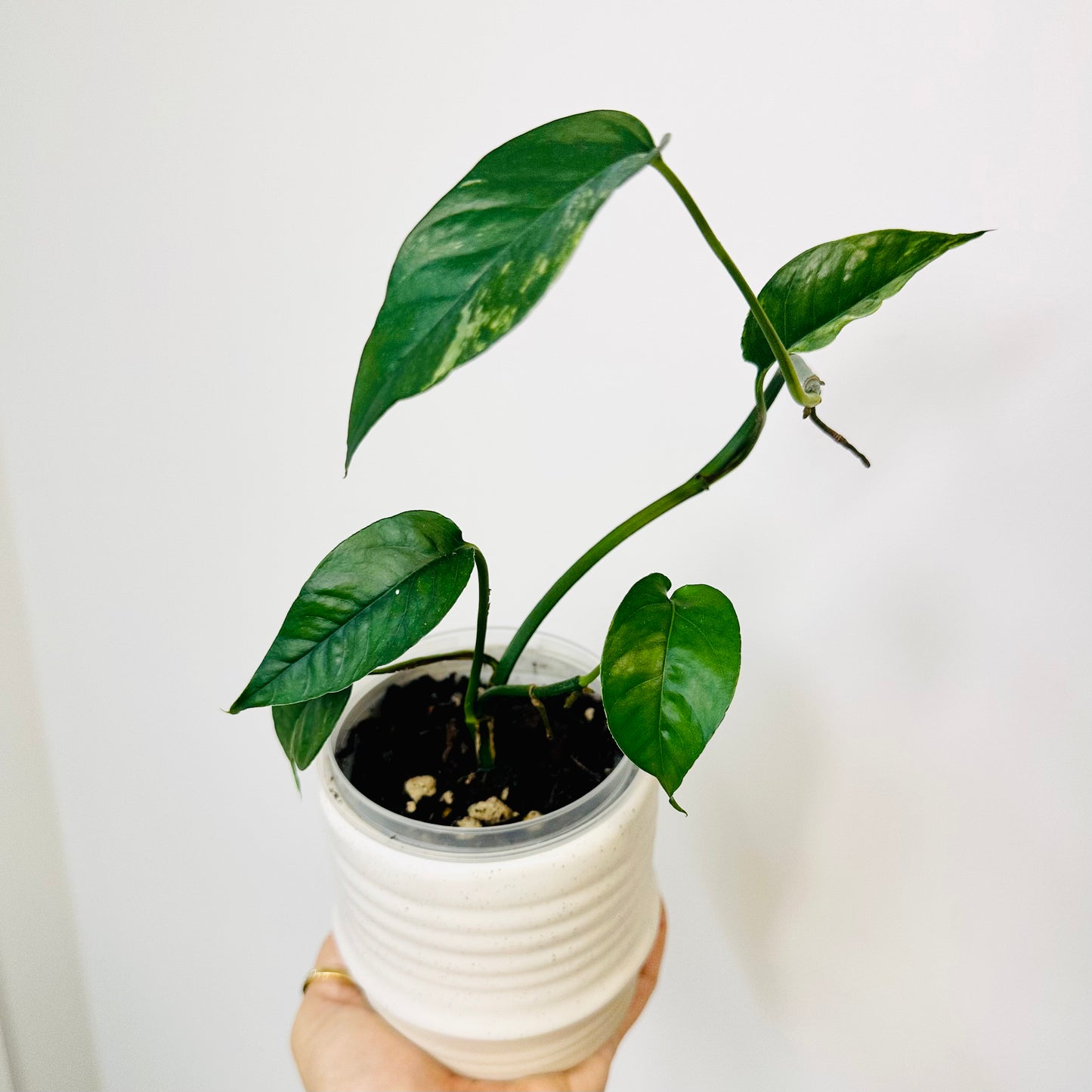 Indoor Plant | Epipremnum Pinnatum Variegata